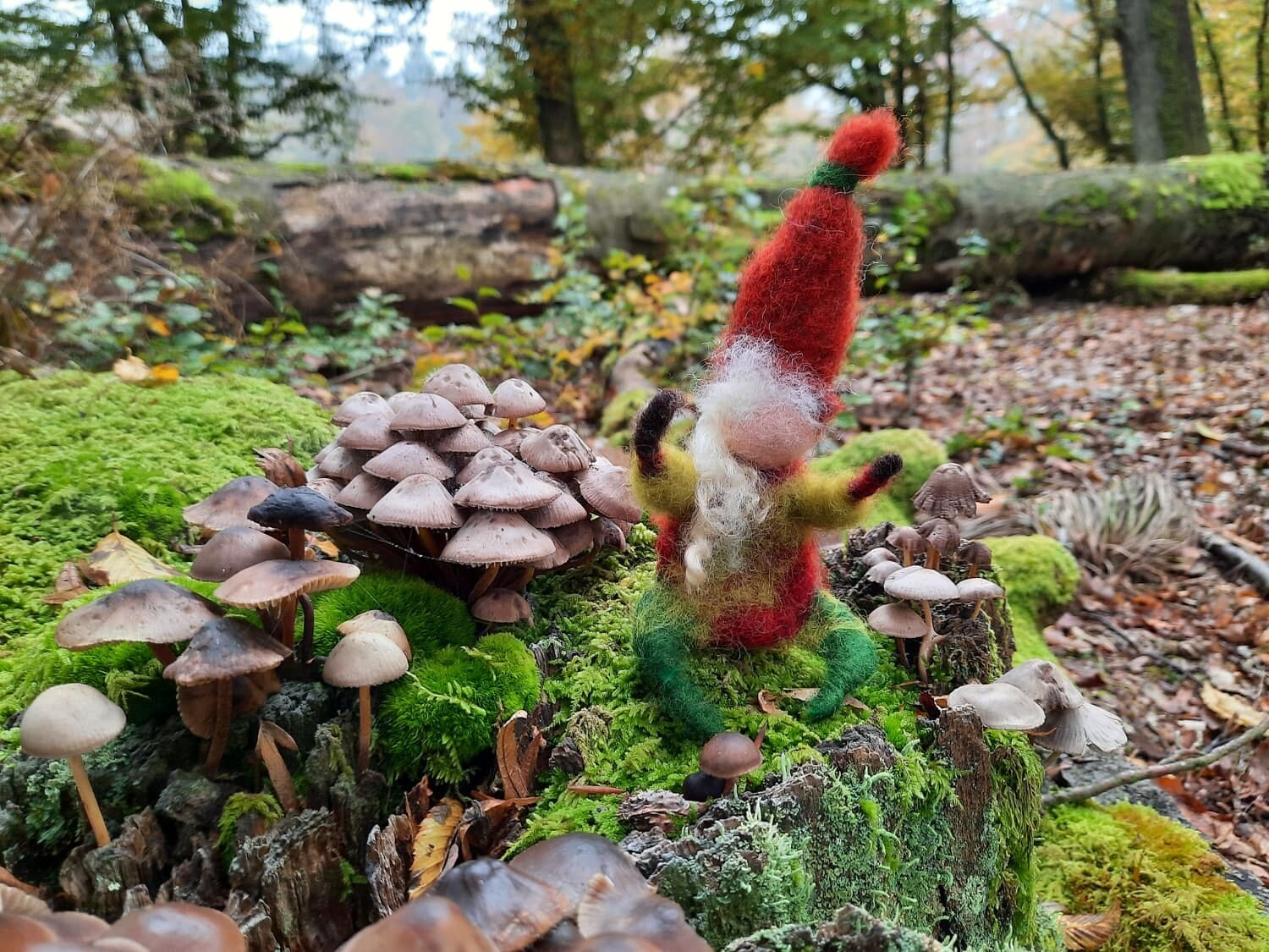 Gefilztes Naturwesen im Wald mit bemoostem Baumstamm und Pilzen