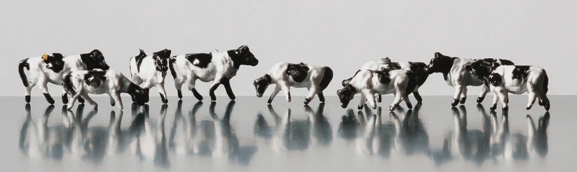 N PAINTED COWS (12)