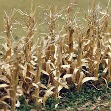 JTT Scenery Products 32503 1" Dried Corn Stalks