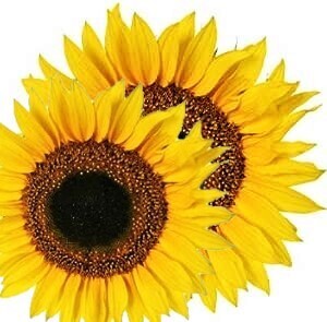 Huile de tournesol (poche de 15 litres)