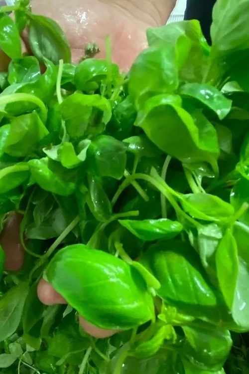 BOX n°6x250g PESTO GENOVESE (refrigerato)