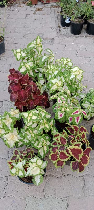 Latest Collection