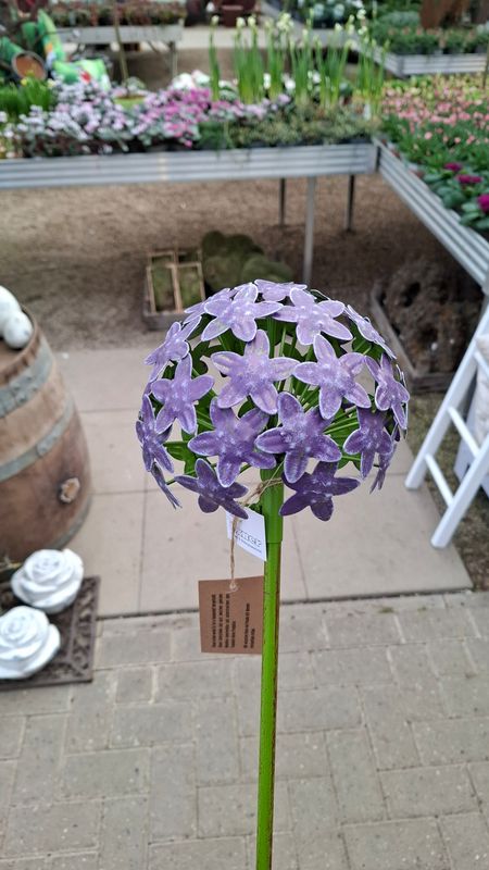 Allium Stecker 