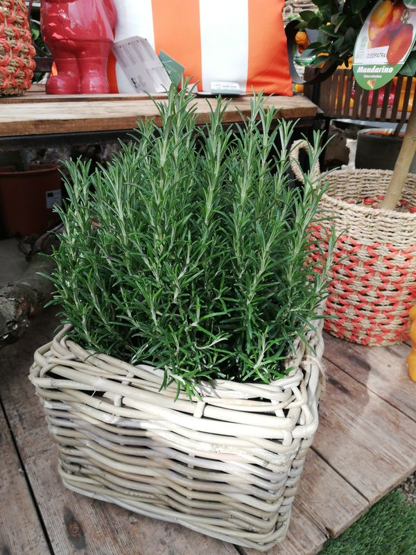 Korb 'quadro' 30 x 30