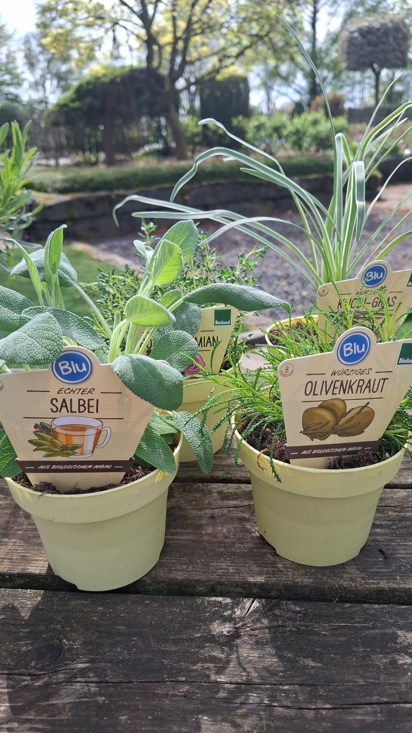 Kräuter "Mediterran "