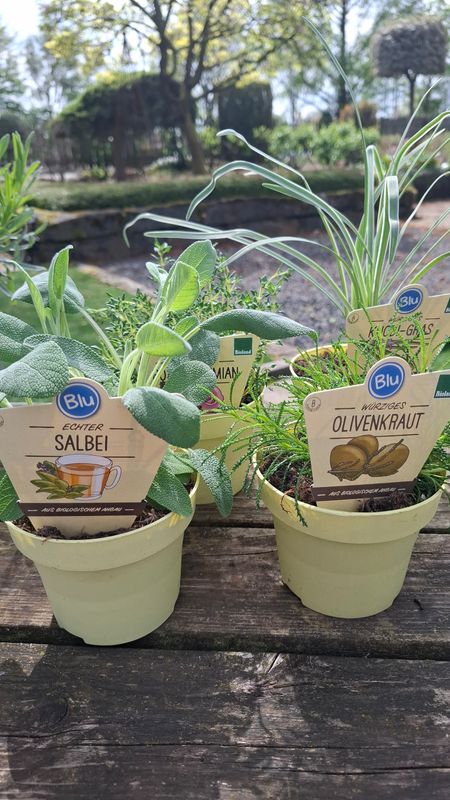 Kräuter "Mediterran "