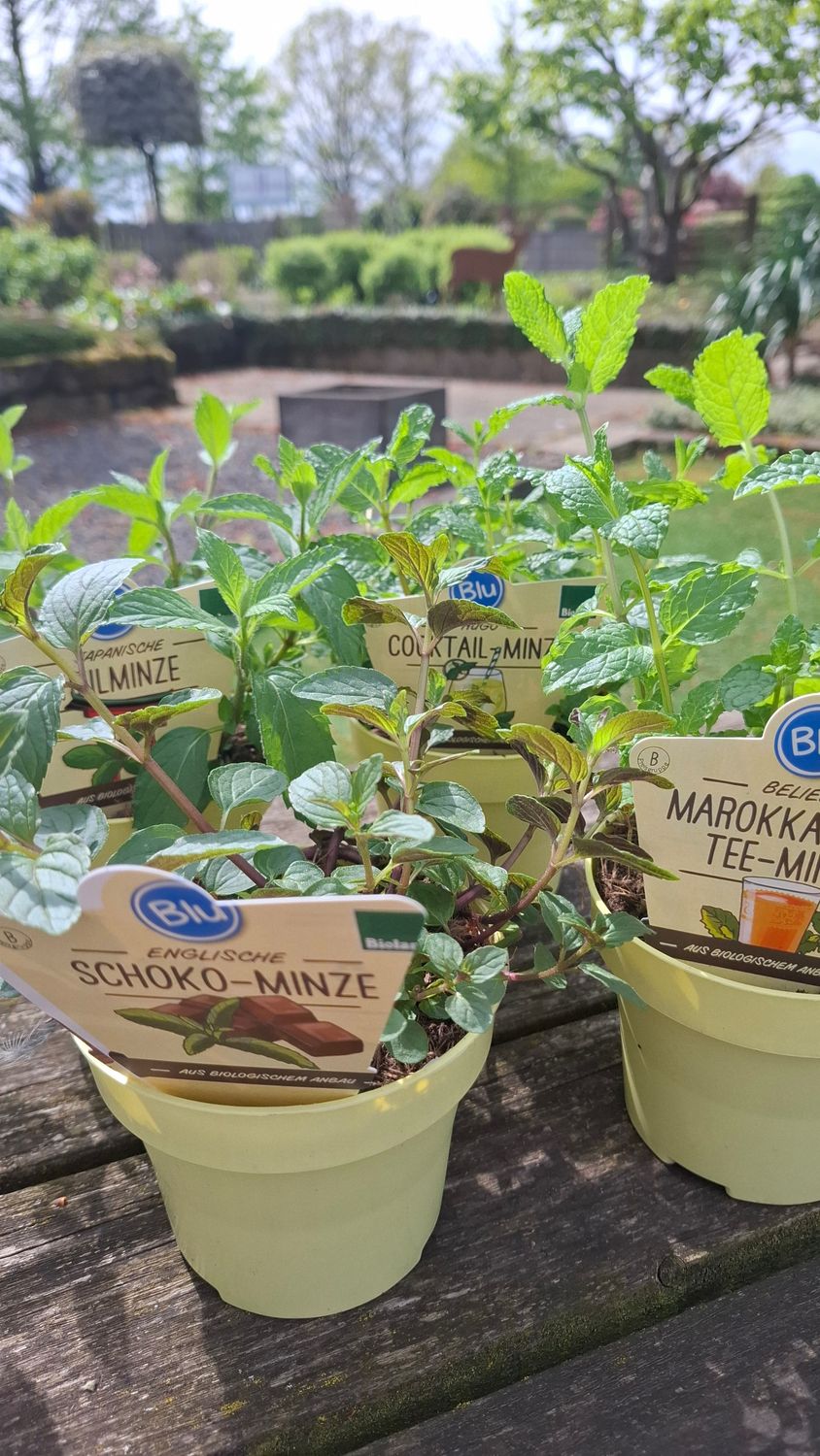 Kräuter "Minzen"