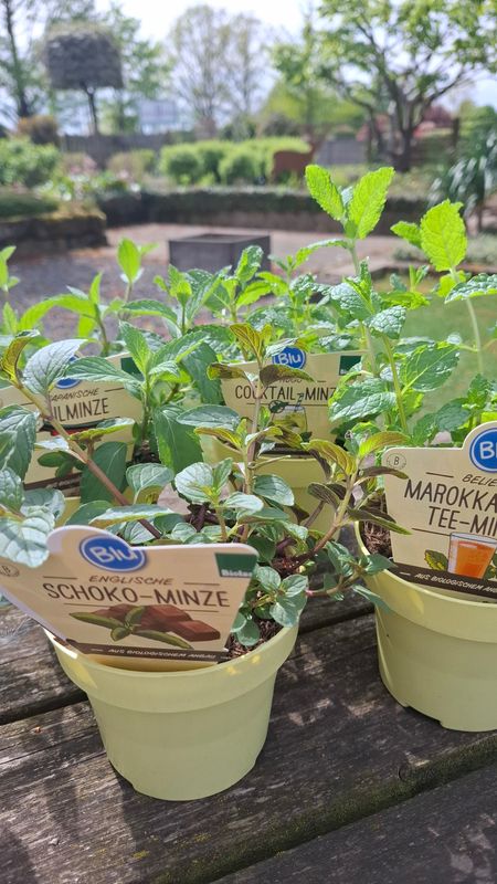 Kräuter "Minzen"