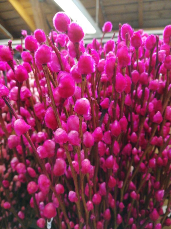 Weidekätzchen pink