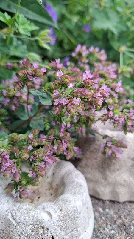 Hopfen Oregano 'Dingle Fairy' 4er Hopfen Oregano 'Dingle Fairy' 4er