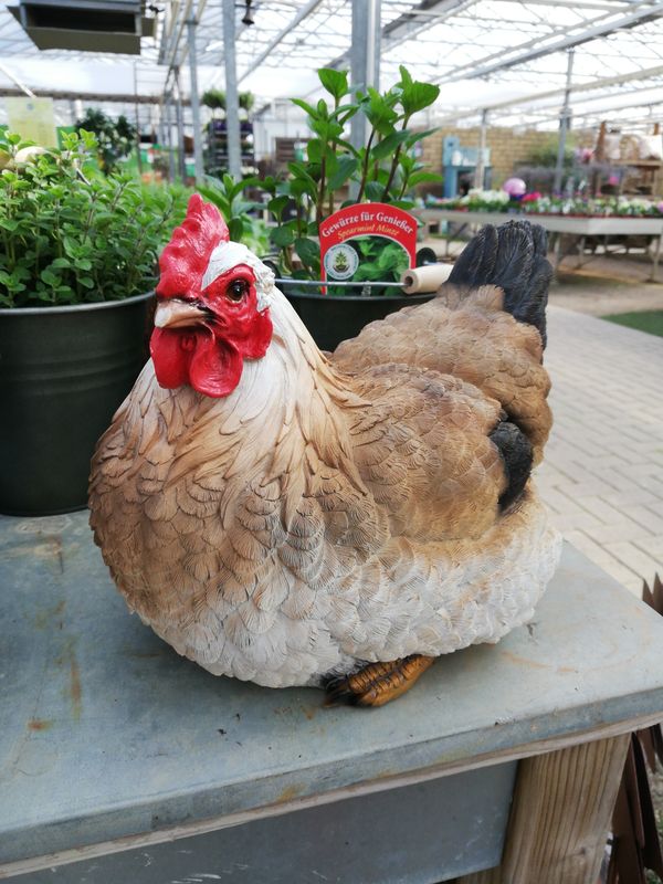 Huhn 'Edith '