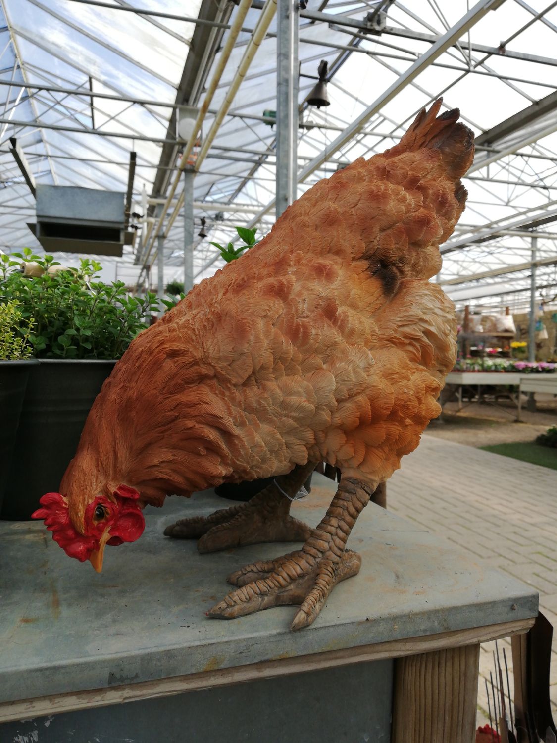 Huhn 'Rosi' Huhn 'Rosi'