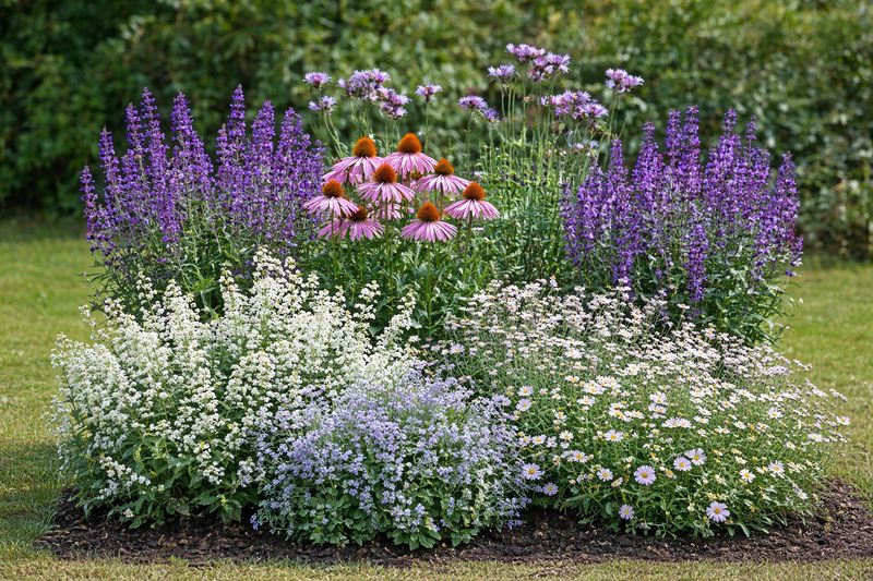 Staudenbeet "Blühender Sommertraum"