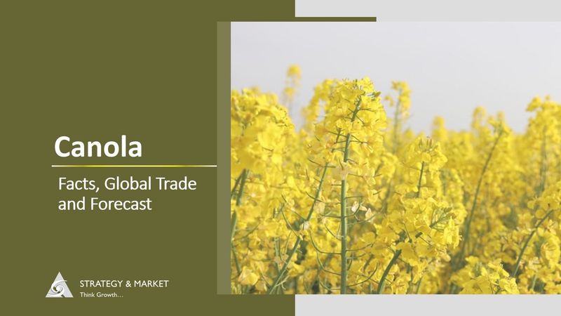 Canola - Facts, Global Trade and Forecast