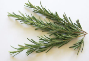 Rosemary