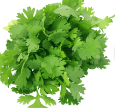 Coriander