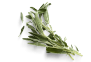 Sage