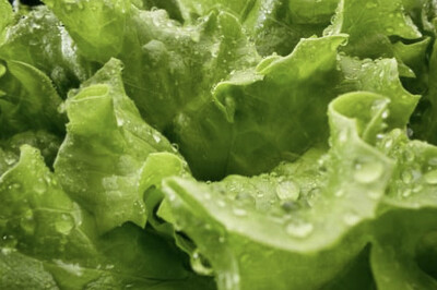Lettuce Checked