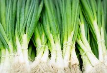 Spring Onion