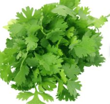 Coriander