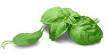 Basil
