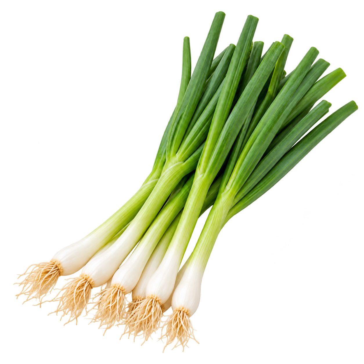 Spring Onion