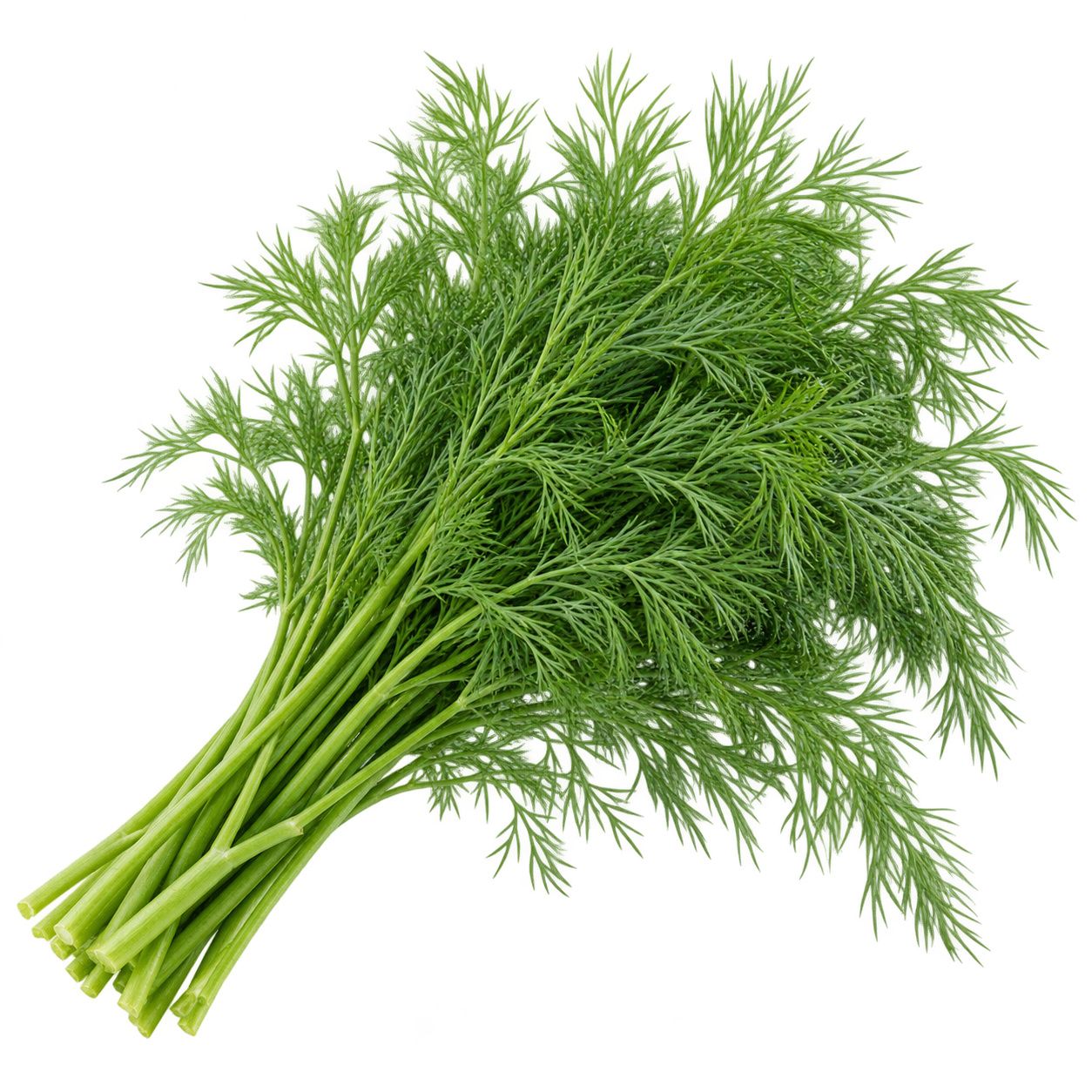 Dill