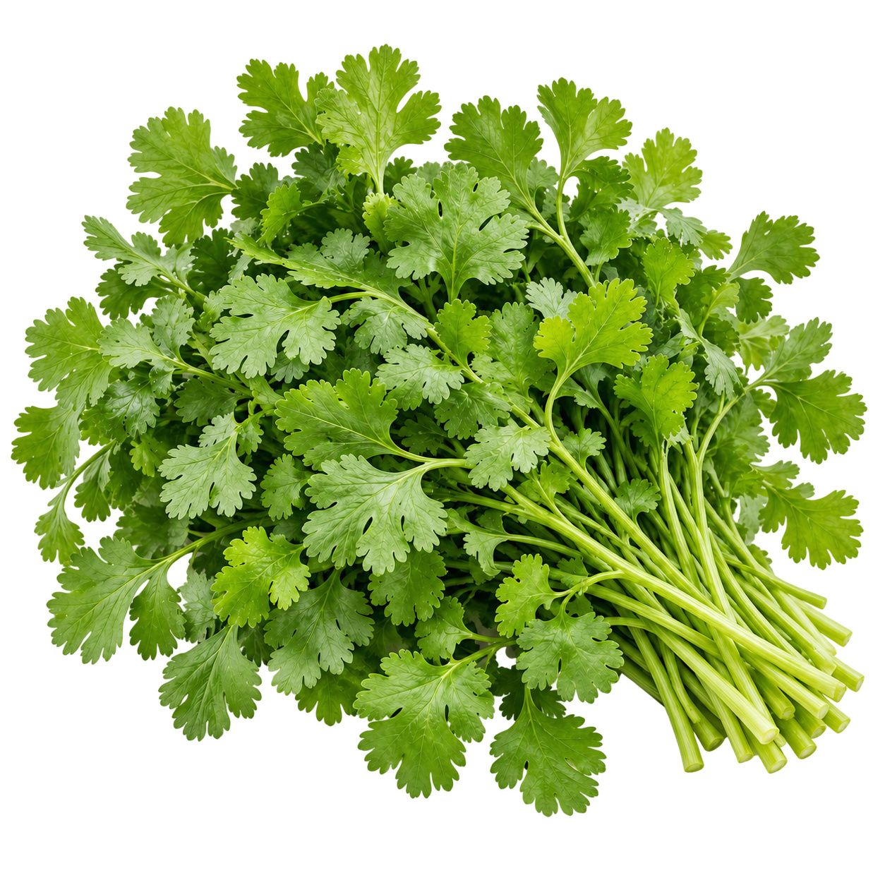 Coriander