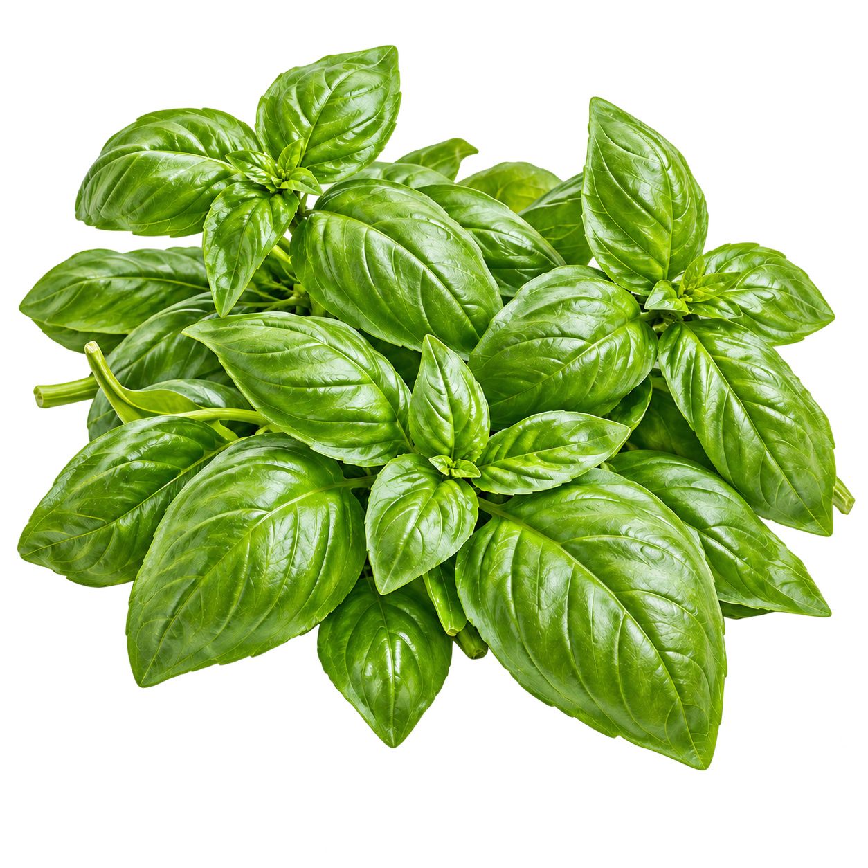 Basil
