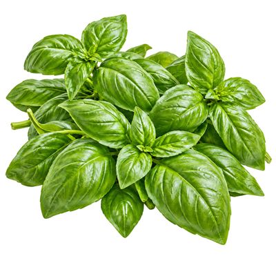 Basil