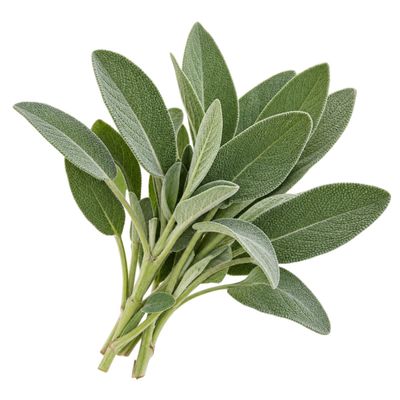 Sage