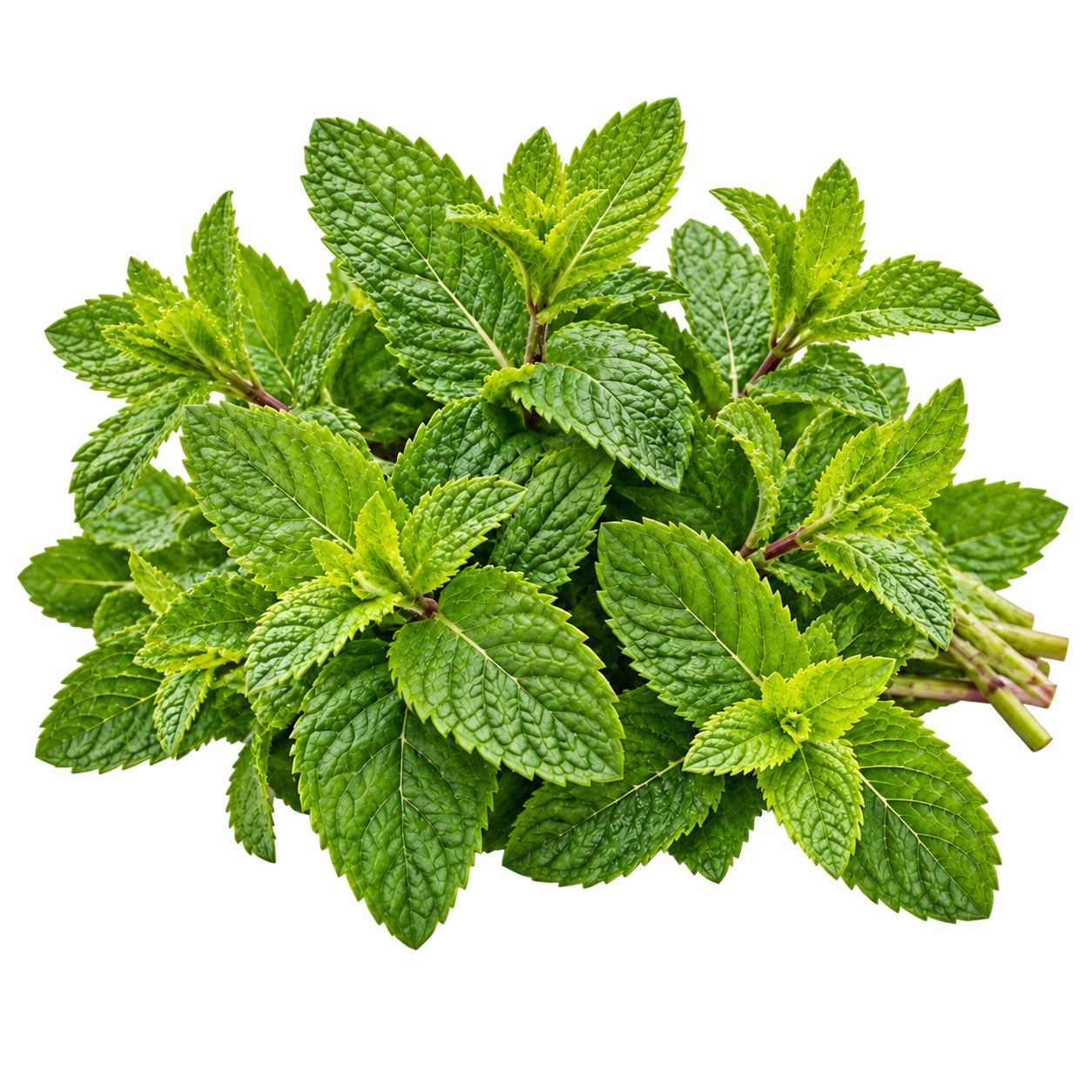 Mint