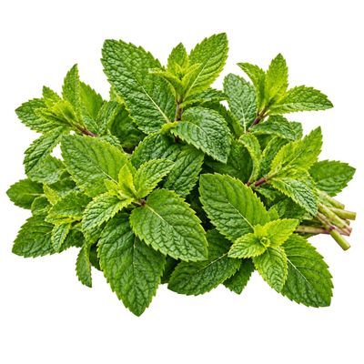 Mint