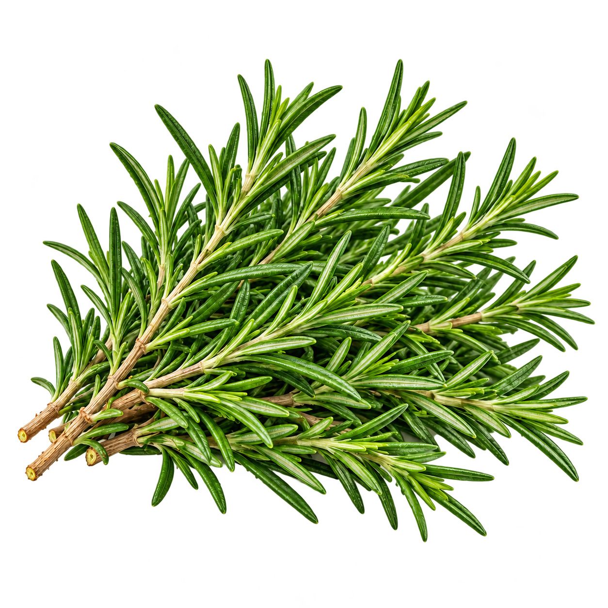 Rosemary