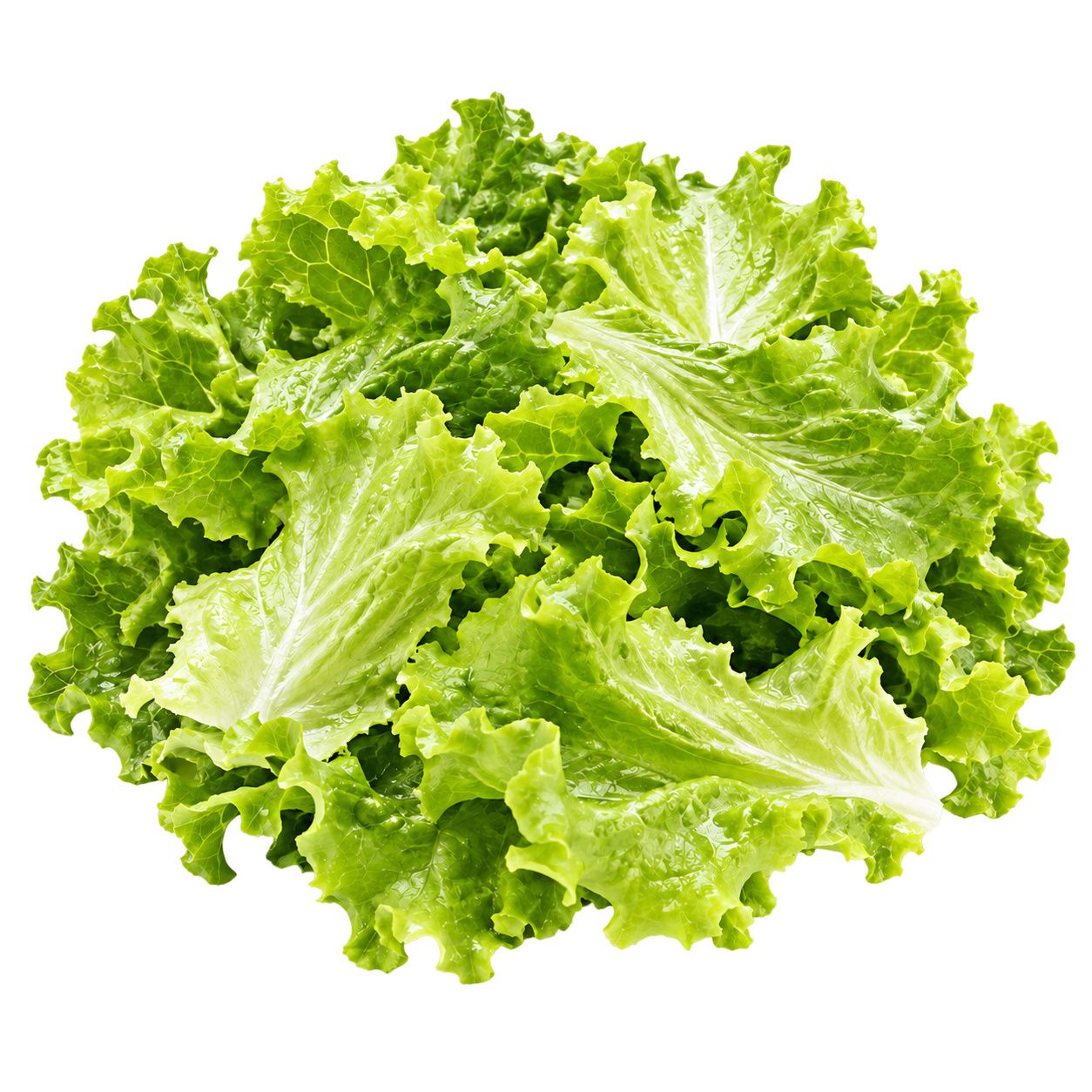 Lettuce Checked