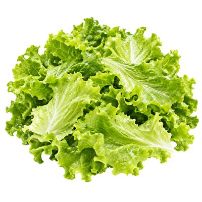 Lettuce Checked
