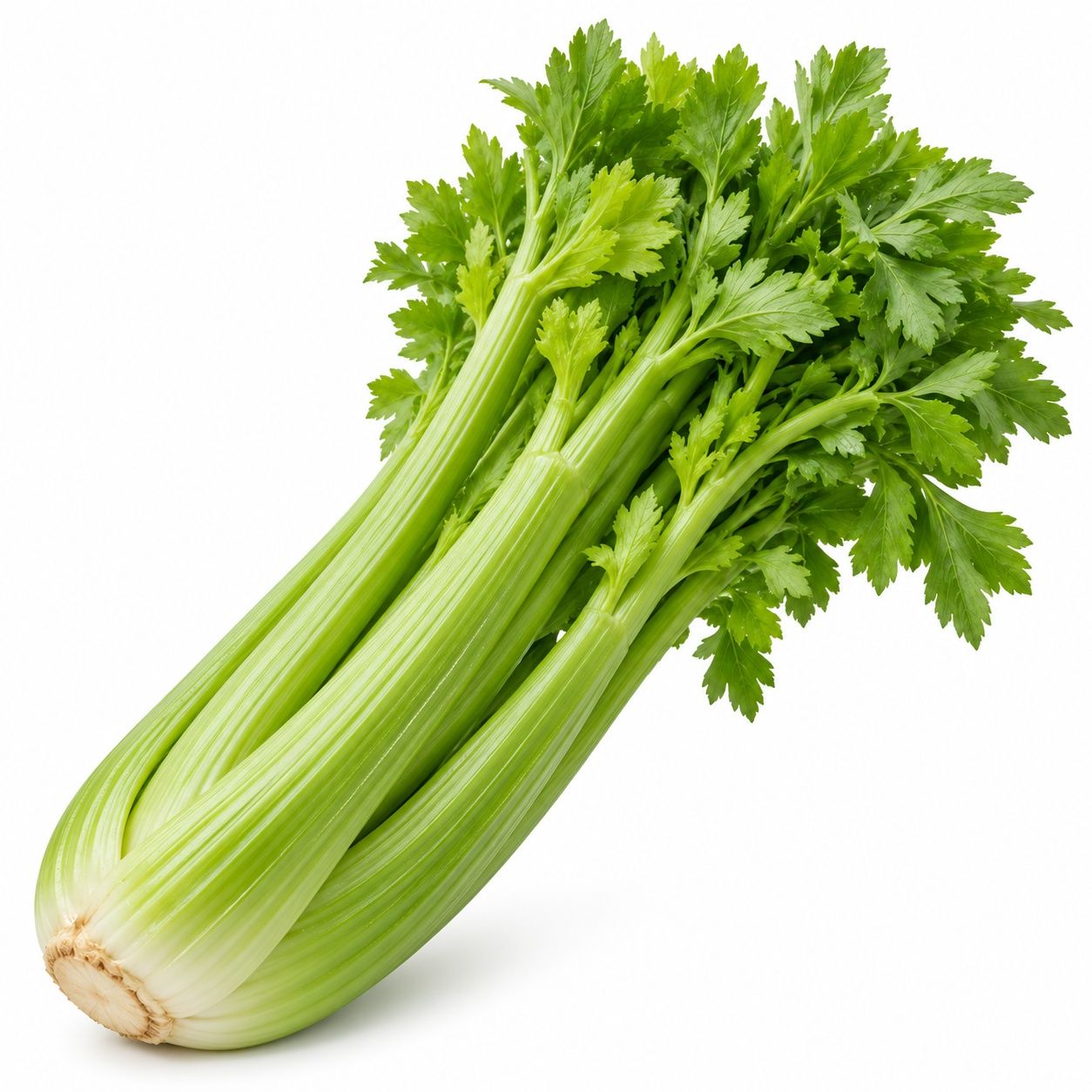 Celery