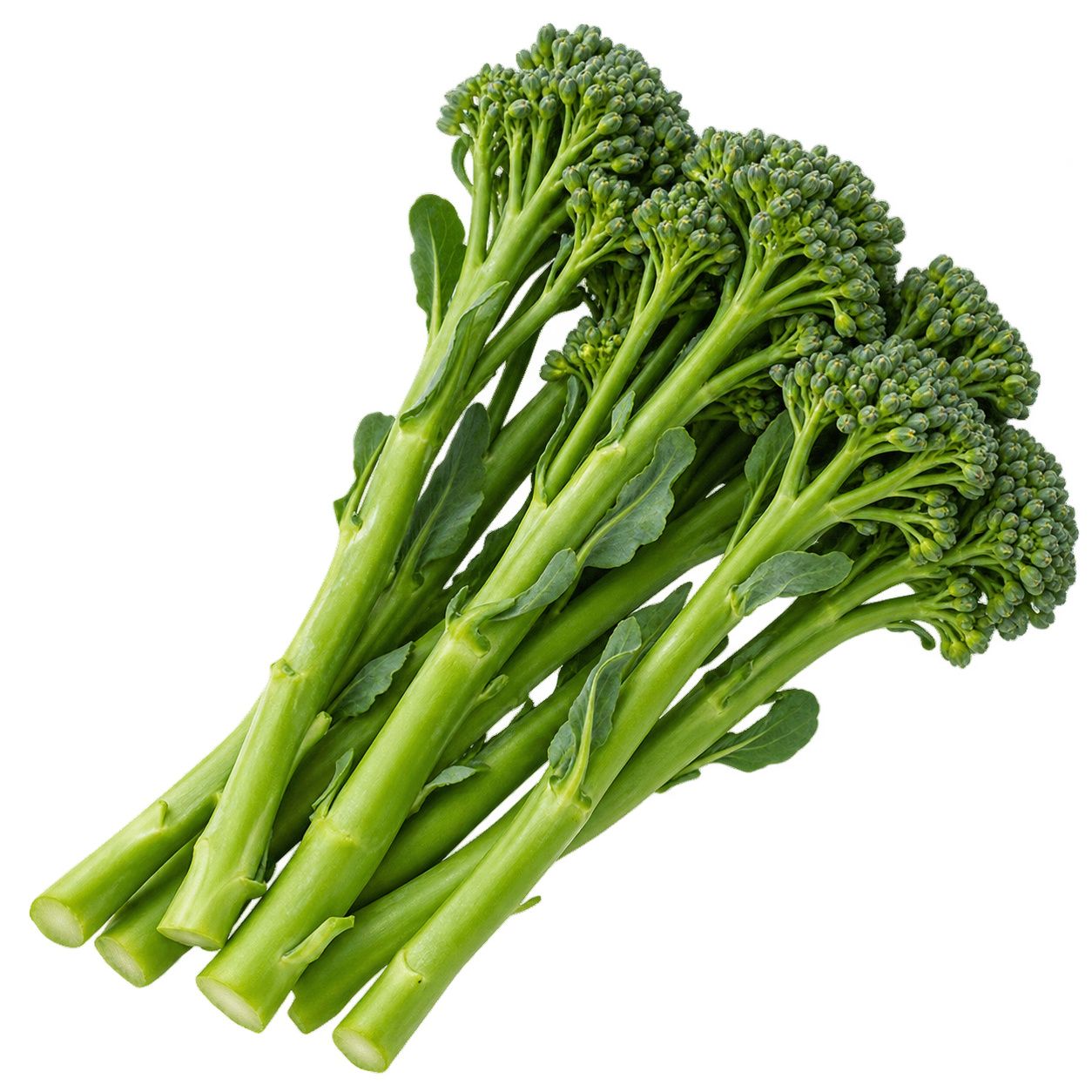 Broccoli Baby
