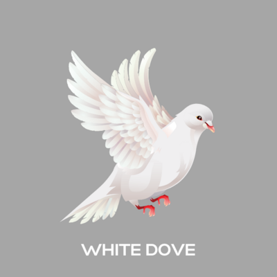 Dove pack of 4 Melts