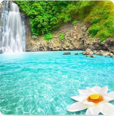 Amazon Rain pack of 4 Melts