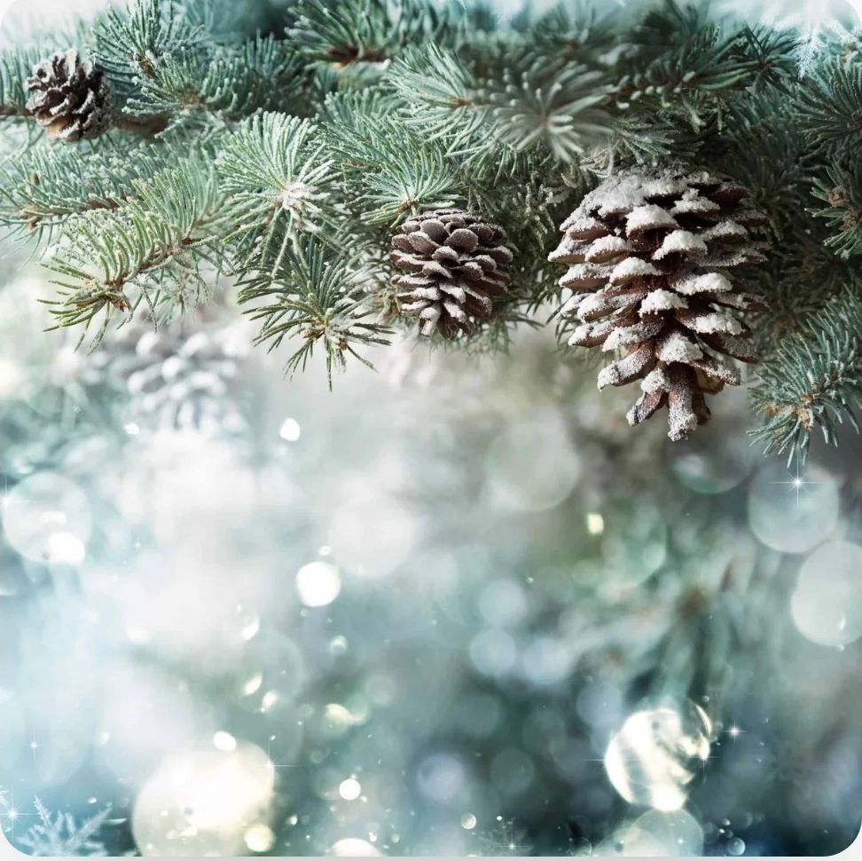 Frosted pine  pack of 4 Melts