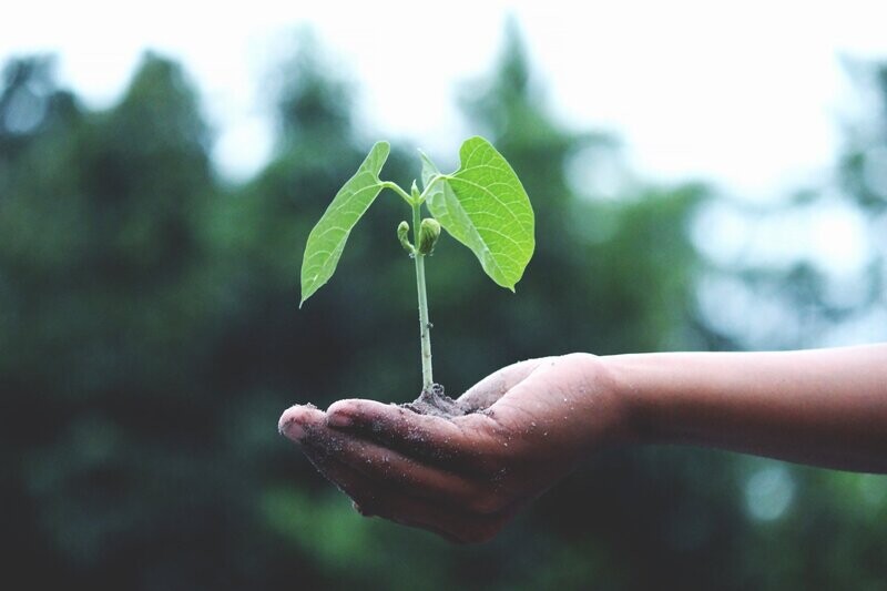 Yellow Plan: 18 Trees Planted Every Month