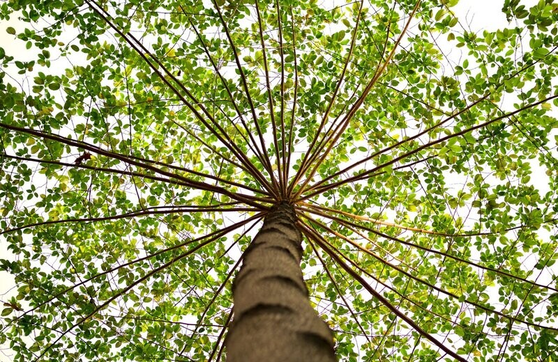 Orange Plan : 12 Trees Planted Every Month