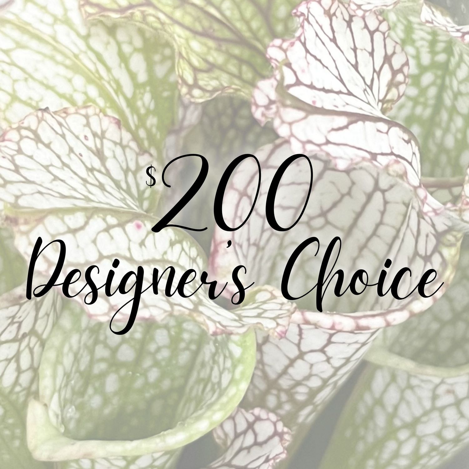 $200 Designer's Choice