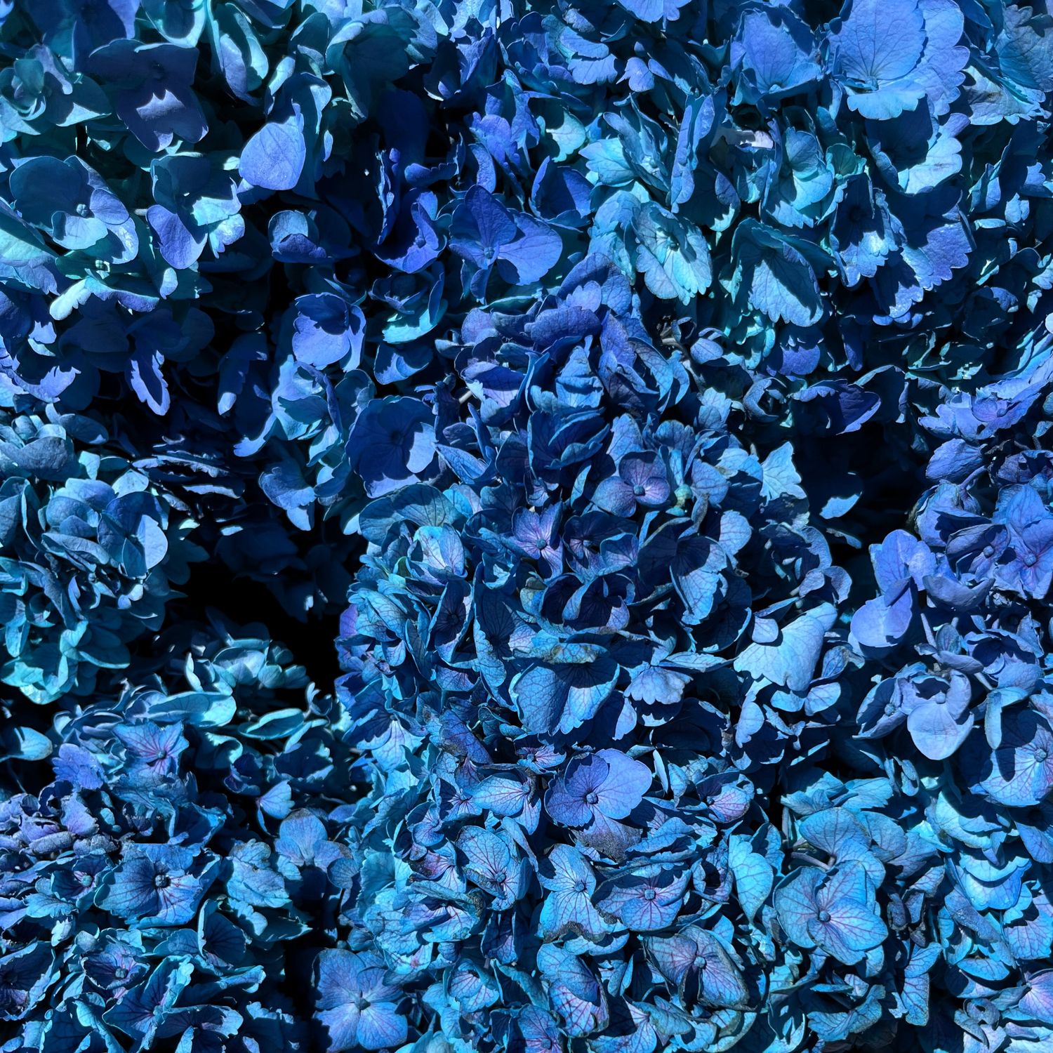 Daily Special | Fancy Blue Hydrangea