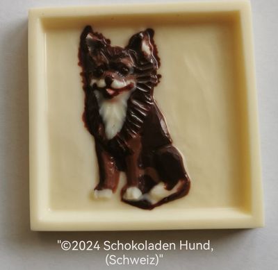 Chihuahua Langhaar