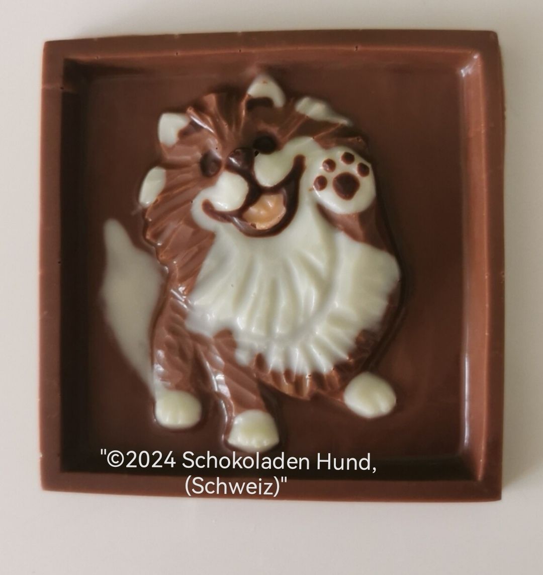 Zwergspitz Schoggiflitz:)
