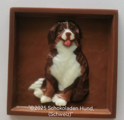 Berner Sennenhund