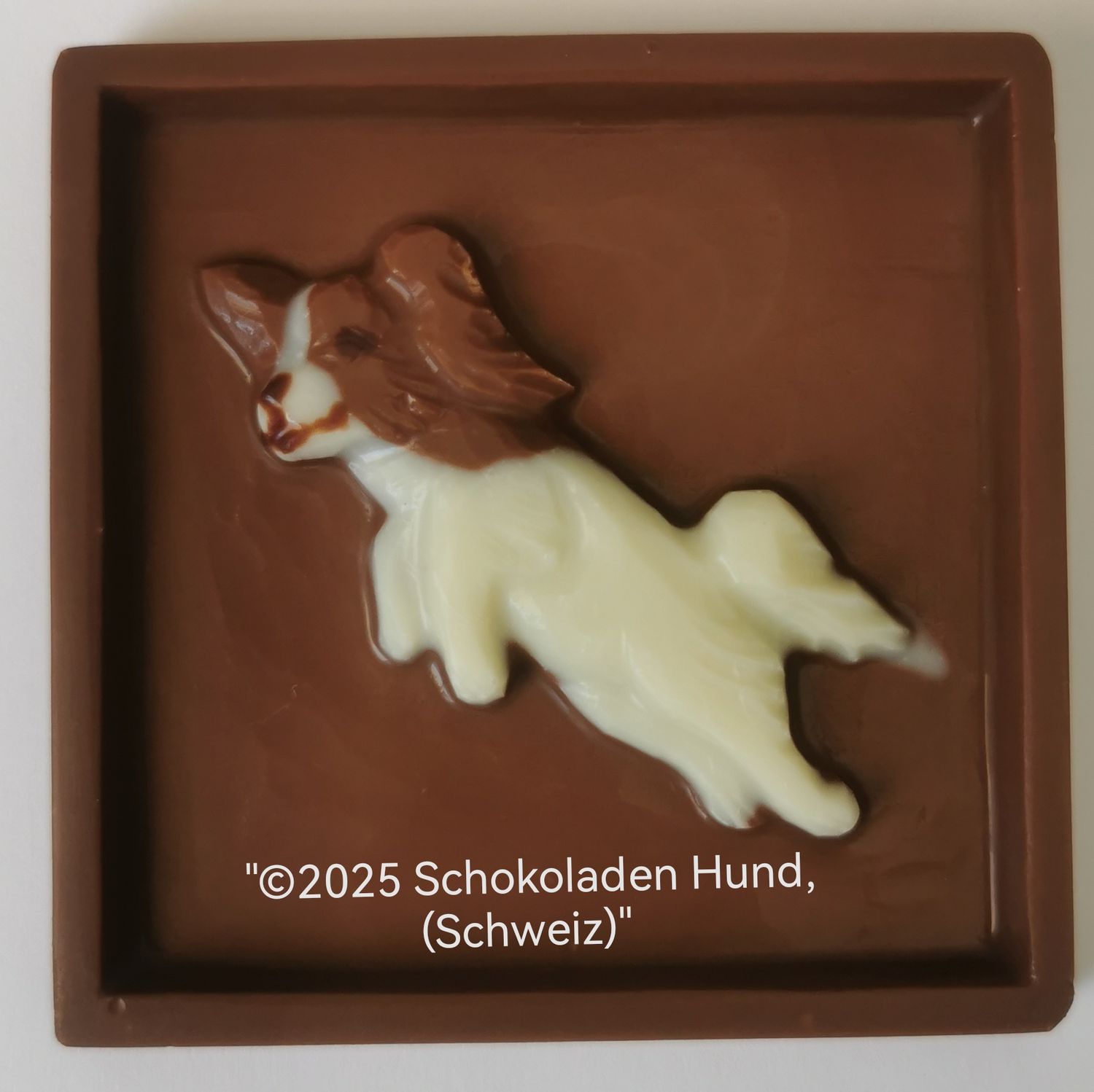 Hund Papillon