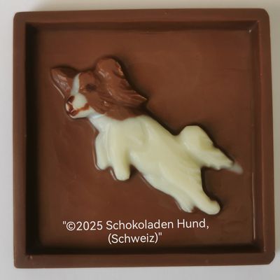 Hund Papillon